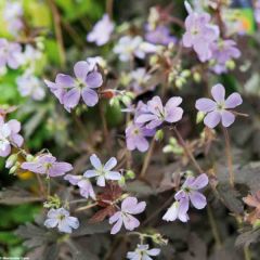 Geranium maculatum Espresso - Gevlekte ooievaarsbek