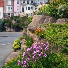 Geranium maderense - Madeira-ooievaarsbek