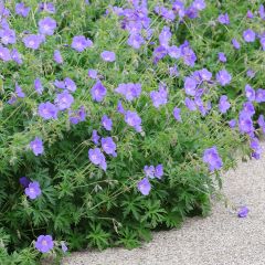 Geranium Orion - Ooievaarsbek