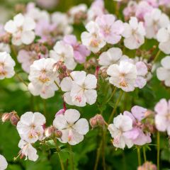Geranium cantabrigiense Biokovo - Ooievaarsbek