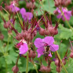 Geranium macrorrhizum Czakor - Rotsooievaarsbek