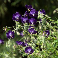 Geranium phaeum Lily Lovell - Donkere ooievaarsbek