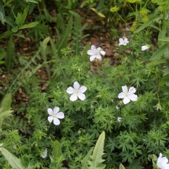 Geranium sanguineum Album - Bloedooievaarsbek