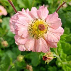 Geum Mai Tai - Knikkend nagelkruid