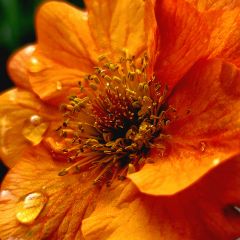 Geum Prinses Juliana - Nagelkruid