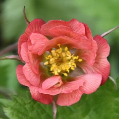 Geum rivale Leonards Variety - Knikkend nagelkruid