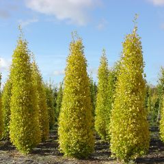 Ginkgo biloba Blagon - Japanse notenboom
