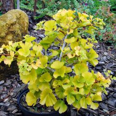 Ginkgo biloba Mariken - Japanse notenboom