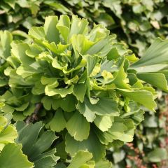 Ginkgo biloba Troll - Japanse notenboom