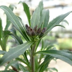 Erysimum Constant Cheer – Muurbloem