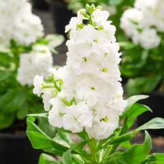 Matthiola incana Heritage Wit (zaad) - Zomerviolier