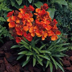 Erysimum cheiri Bedder Scarlet – Muurbloem