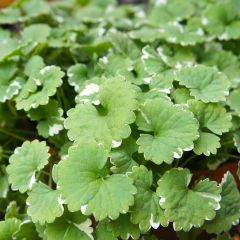 Glechoma hederacea Variegata - Hondsdraf