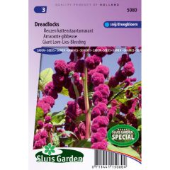 Amaranthus Dreadlocks (zaad) - Kattenstaartamarant