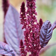 Amaranthus Velvet Curtains (zaad) - Amarant