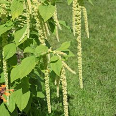 Amaranthus Green Cascade (zaad) - Kattenstaartamarant