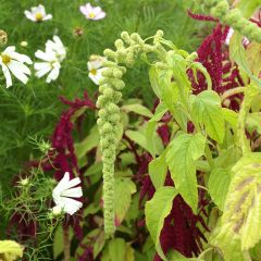 Amaranthus Red & Green Mix (zaad) - Kattenstaartamarant