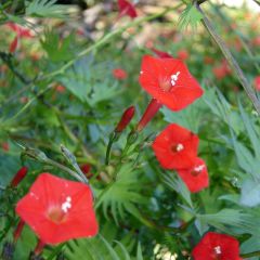 Ipomoea multifida Cardinal Climber (zaad) - Klimmende winde