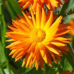 Calendula officinalis Porcupine (zaad) - Goudsbloem