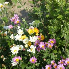 Chrysanthemum grandiflorum Fanfare Improved F1 (zaad) - Chrysant