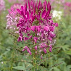 Kattensnor Violet Queen (zaad) - Cleome spinosa