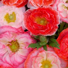 Papaver rhoeas Falling in Love Mix (zaad) - Grote klaproos