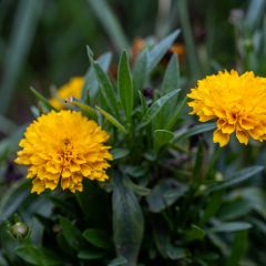 Coreopsis grandiflora Early Sunrise (zaad) - Meisjesogen
