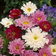 Cosmea Double Click Mixed (zaad) - Cosmos bipinnatus