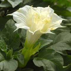 Datura metel Double White Lady (zaad) - Doornappel