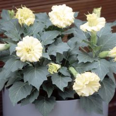 Datura metel Golden Queen (zaad) - Doornappel