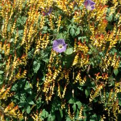 Mina lobata Exotic Love (zaad) - Spaanse vlag