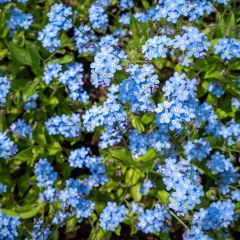 Myosotis sylvatica Indigo Compacta (zaad) - Bosvergeet-mij-nietje