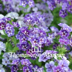 Phlox drummondii Sugar Stars (zaad) - Eenjarige vlambloem