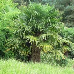 Trachycarpus fortunei (zaad) - Chinese waaierpalm