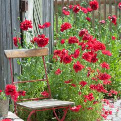 Papaver somniferum Red Peony (zaad) - Eenjarige slaapbol