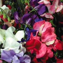 Lathyrus odoratus Bijou Nain Varié (zaad) - Siererwt