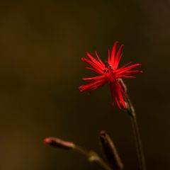 Silene laciniata Jack Flash (zaad) - Rode silene