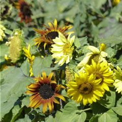 Zonnebloem Paquito (zaad) - Helianthus annuus