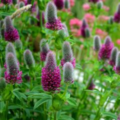 Trifolium rubens (zaad) - Klaver