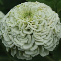 Zinnia elegans Polar Bear (zaad) - Zahara-bloem