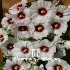 Alcea rosea Halo Blossom (zaad) - Stokroos