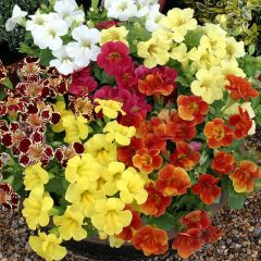 Mimulus Maximus Mixed (zaad) - Maskerbloem