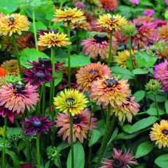 Rudbeckia hirta Caramel Mixed (zaad) - Zonnehoed