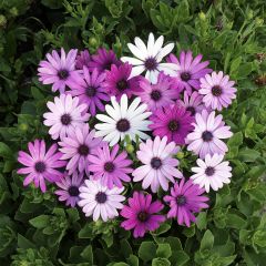 Osteospermum hybrida Passion Mixed (zaad) - Spaanse margriet