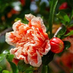 Punica granatum California Sunset - Granaatappel