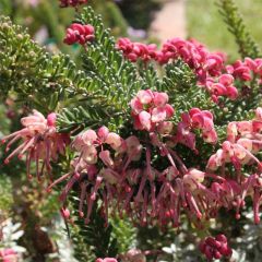 Grevillea lanigera Mount Tamboritha - Australische zilvereik