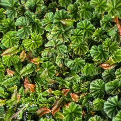Gunnera magellanica - Sierrabarber