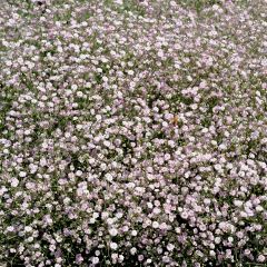 Gypsophila Rosenschleier - Bruidssluier