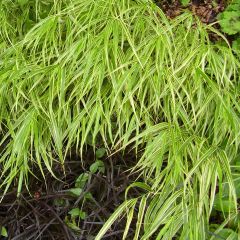 Hakonechloa macra Albostriata - Japans berggras