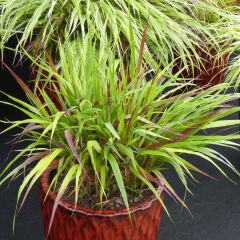 Hakonechloa macra Beni-Kaze - Japans berggras